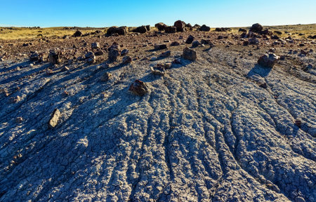 The trunks of petrified trees, multi-colored crystals of minerals. Petrified Forest National Park,...