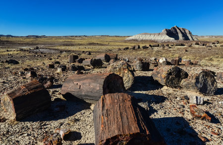 he trunks of petrified trees, multi-colored crystals of minerals. Petrified Forest National Park, Arizonaの写真素材