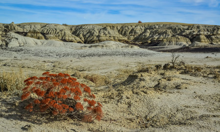 Red plant in the foreground. Weird sandstone formations created by erosion at Ah-Shi-Sle-Pah Wilderness Study Area, New Mexico, USAの写真素材