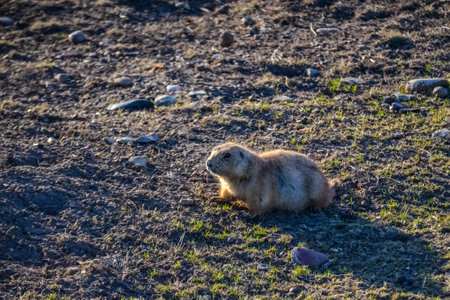 Black-tailed prairie dogs (Cynomys ludovicianus) near the mink on the field. Prairie Dog Town at Theodore Roosevelt National Parkの写真素材