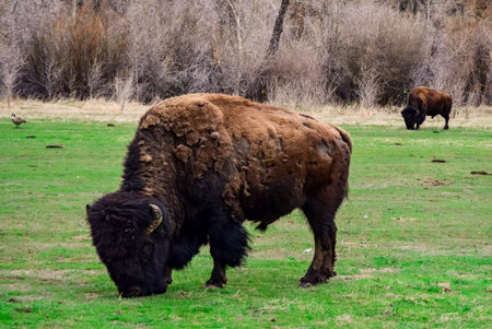The American bison or buffalo (Bison bison). The Theodore Roosevelt National Park, North Dakota