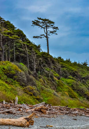 Trunks of fallen trees at low tide on the Pacific Ocean in , National Park, Washington, USAの写真素材