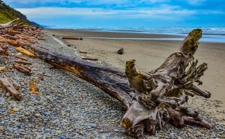 Trunks of fallen trees at low tide on the Pacific Ocean in , National Park, Washington, USAの写真素材