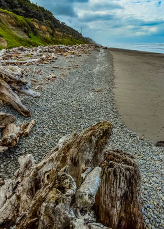 Trunks of fallen trees at low tide on the Pacific Ocean in National Park, Washington, USAの写真素材