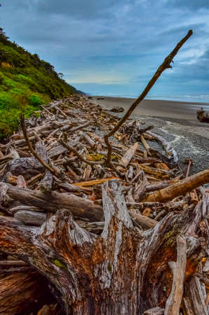 Trunks of fallen trees at low tide on the Pacific Ocean in , National Park, Washington, USAの写真素材