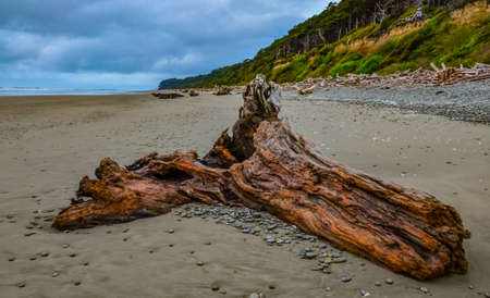Trunks of fallen trees at low tide on the Pacific Ocean in , National Park, Washington, USAの写真素材