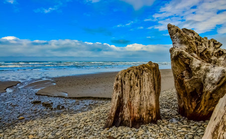 Trunks of fallen trees at low tide on the Pacific Ocean in , National Park, Washington, USAの写真素材