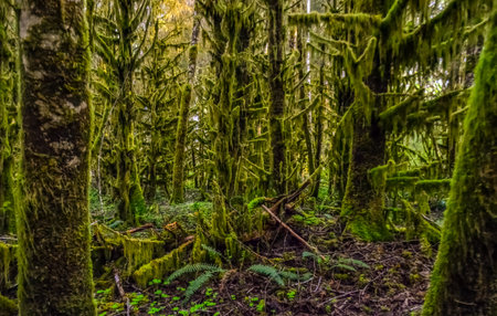 Epiphytic plants and wet moss hang from tree branches in the forest in National Park, Washington, USAの写真素材