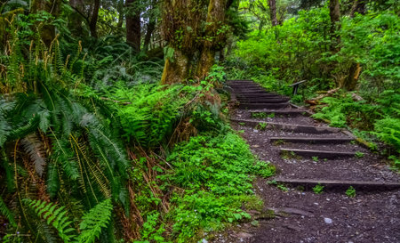 Ferns and other forest plants in a forest by the Pacific Ocean in National Park, Washington, USAの写真素材