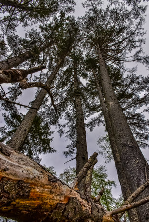 Tall conifers over the Pacific coast in National Park, Washington