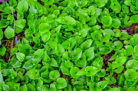 Plants in a forest by the Pacific Ocean in  National Park, Washington, USA