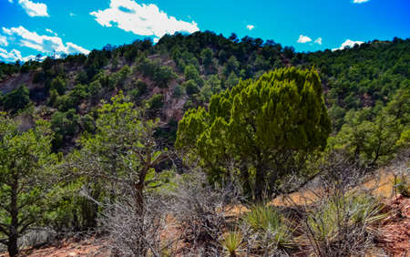 Eroded red-sandstone formations. Garden of the Gods, Colorado Springs, Colorado, USAの写真素材