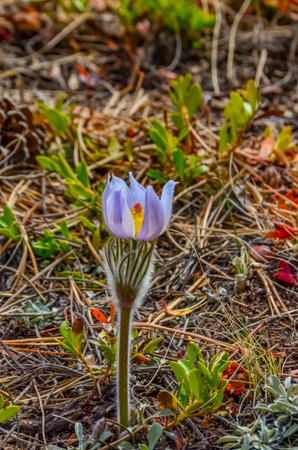 Flowering Crocuses in the spring on a snow-covered mountain. Pikes Peak Mountain, Colorado, USA