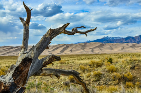 Dry tree on the background of the Great Sand Dunes, Colorado, USAの写真素材