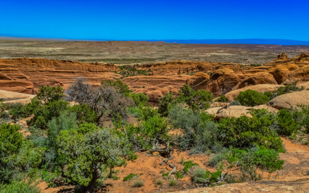 A tree on the background of an Eroded landscape, Arches National Park, Moab, Utah, USA