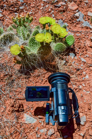 Flowering cactus plants, Yellow flowers of Opuntia polyacantha in Canyonlands National Park, Utha USAの写真素材