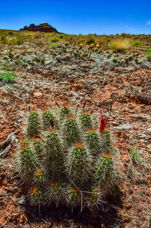Flowering plants (Echinocereus sp.). Known commonly as the hedgehog cactus, USAの写真素材