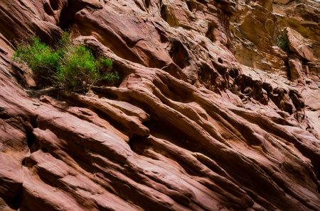 Bush of a drought tolerant plant on red rocks in a Little Wild Horse Canyon. San Rafael Swell, Utah...