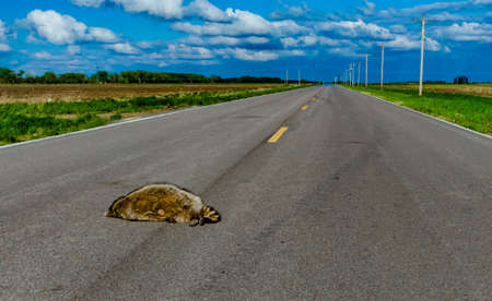 Dead raccoon hit by a car on the road in Tennessee, USAの写真素材