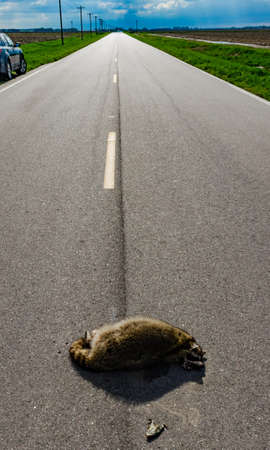 Dead raccoon hit by a car on the road in Tennessee, USAの写真素材