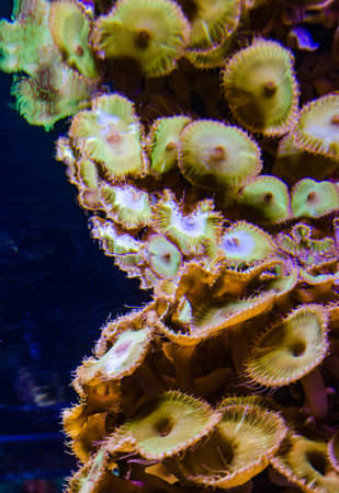 Colorful button corals swaying under the sea water, GREEN WHITE STRIPED POLYP (Zoanthus sp.)