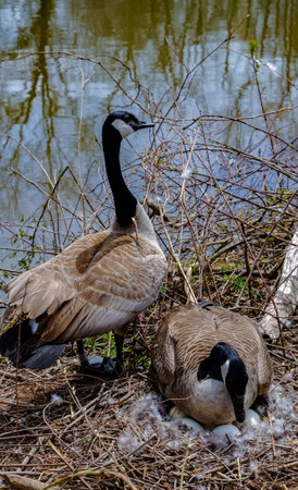 Canada goose (Branta canadensis). Male and female goose on a nest with eggs on an island among trees, New Jersey USAの写真素材