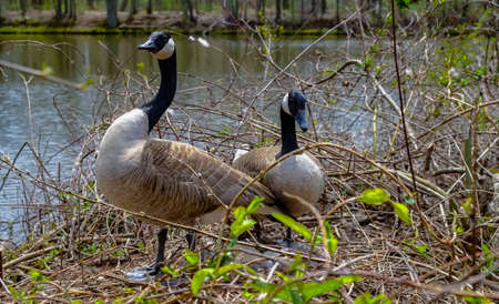 Canada goose (Branta canadensis). Male and female goose on a nest with eggs on an island among trees, New Jersey USAの写真素材