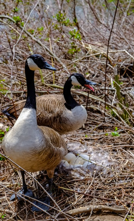 Canada goose (Branta canadensis). Male and female goose on a nest with eggs on an island among trees, New Jersey USAの写真素材