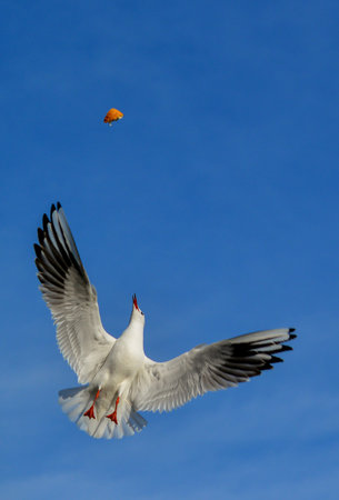 The black-headed gull (Chroicocephalus ridibundus) (Larus ridibundus). Bird in flight with its wings...