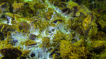 Marine funge on the surface of sand, the Black Sea. Ecology of the sea, pollution.