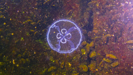 Black Sea fauna. Aurelia aurita (moon jelly, moon jellyfish, common jellyfish, or saucer jelly)