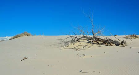 Dry Tree in White Sands. White Sands National Monument, New Mexico, USAの写真素材