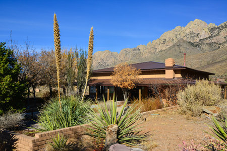 USA, NEW MEXICO - NOVEMBER 23, 2019: Yucca and other desert plants near Park "Dripping Springs Visitor Center", New Mexicoのeditorial素材