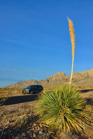 USA, NEW MEXICO - NOVEMBER 23, 2019: large blooming yucca, in the background mountains and a car, New Mexico USAのeditorial素材