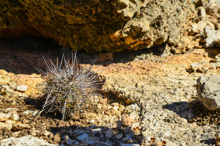 Cacti (Echinocereus sp.) and Opuntia, yucca, agaves and other desert plants in the mountains landscape in New Mexico, USAの写真素材