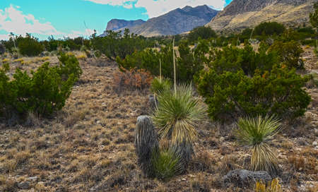 Agave, yucca, cacti and desert plants in a mountain valley landscape in New Mexico,の写真素材