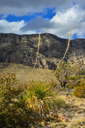 Agave, yucca, cacti and desert plants in a mountain valley landscape in New Mexico,の写真素材