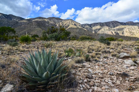 Agave, yucca, cacti and desert plants in a mountain valley landscape in New Mexico,の写真素材