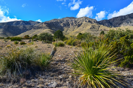 Agave, yucca, cacti and desert plants in a mountain valley landscape in New Mexico,の写真素材