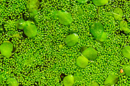 Spotless watermeal, rootless duckweed (Wolffia arrhiza) and duckweed (Lemna turionifera) in a...