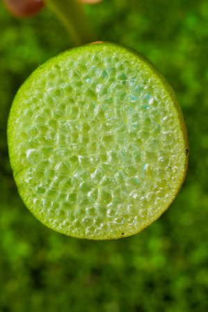 Cut Leaf with Air Cells of Floating Plant Pontederia crassipes (Eichhornia crassipes)