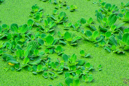 Floating aquatic plants Pistia stratiotes among duckweed and Wolffia in a stagnant pondの写真素材