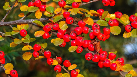 Red berries on a background of green leaves (Cotoneaster horizontalis)