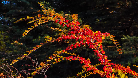 Red berries on a background of green leaves (Cotoneaster horizontalis)