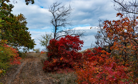 The natural landscape of the south of Ukraine, the slopes of the Dniester estuary, overgrown with European smoketree (Cotinus coggygria) and steppe herbsの写真素材
