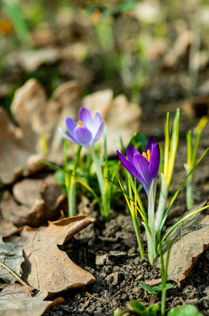 Garden crocuses bloom in spring in the botanical garden, Odessa