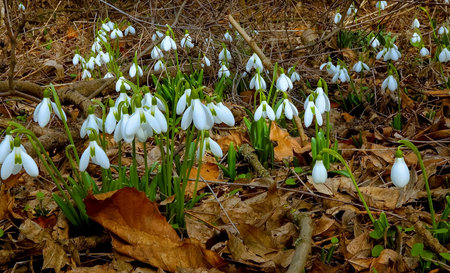 Galanthus elwesii (Elwes's, greater snowdrop) in the wild. Red Book Ukraine