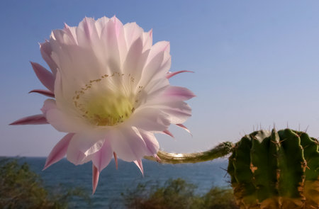 (Echinopsis sp.) cactus blooming with a pink and white flower against a blue skyの写真素材