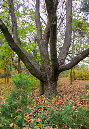 The trunk of old trees in autumn among the yellow fallen leaves