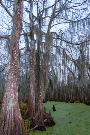 Spanish moss hanging from tree in New Orleans, Louisianaの写真素材